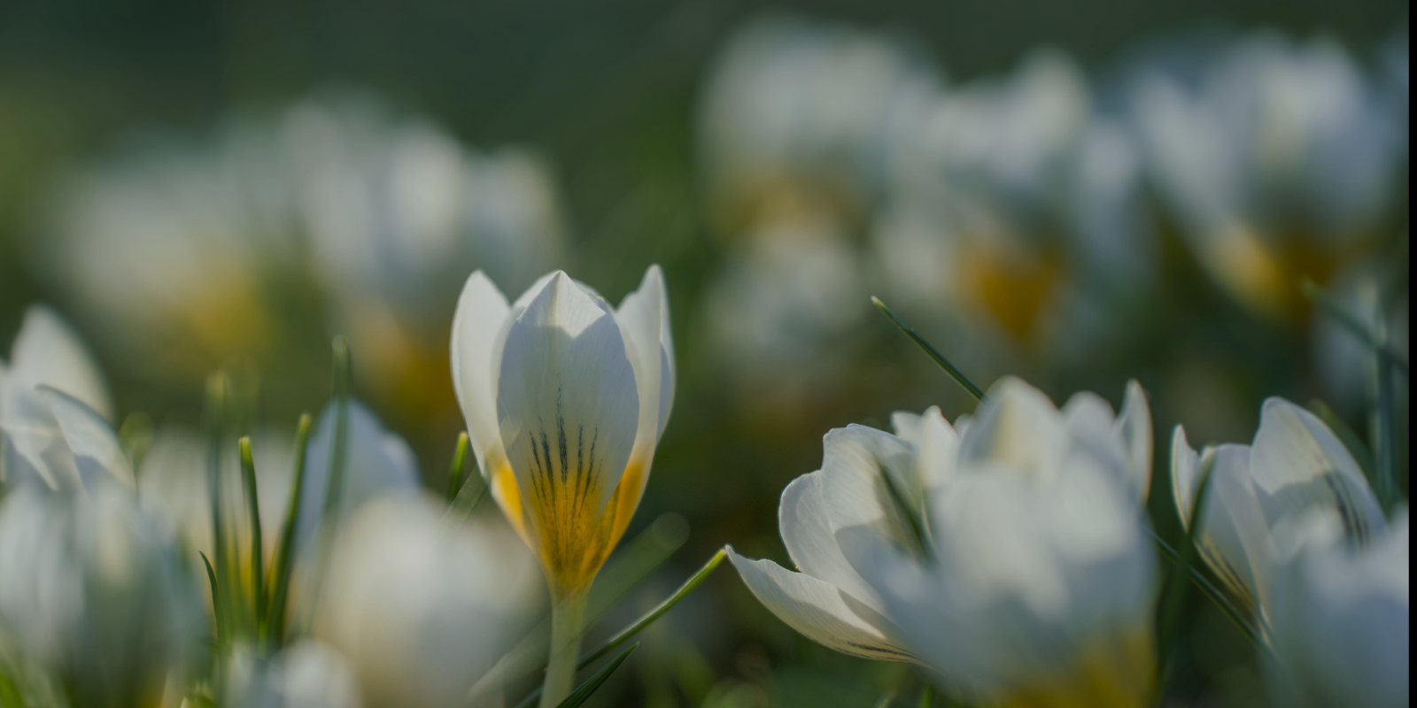 Spring Has Sprung!