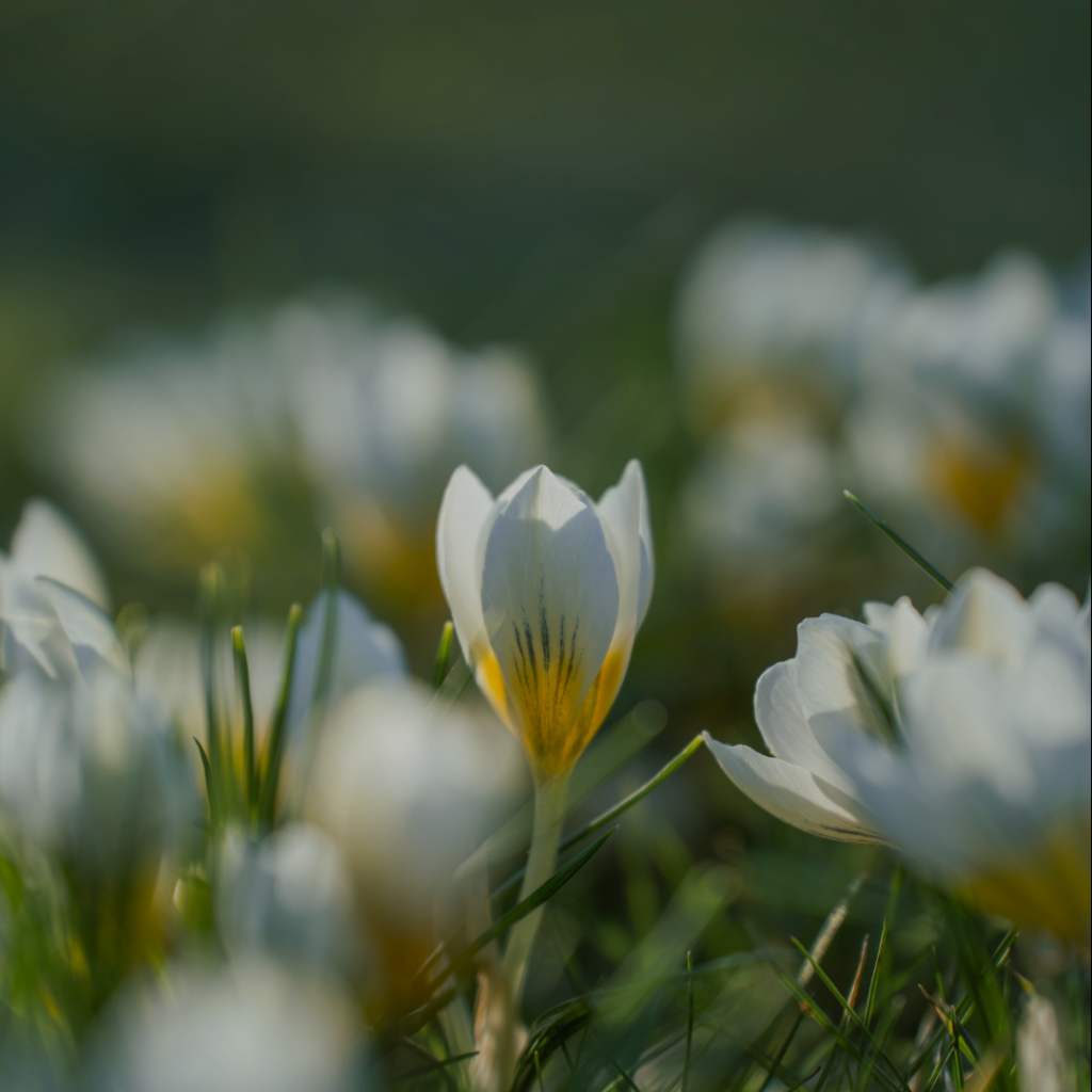 Spring flowers